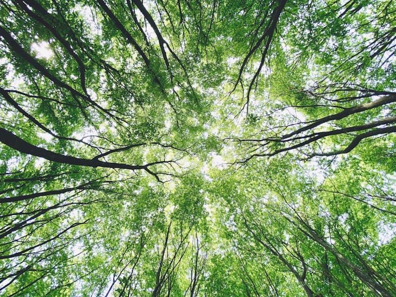 Plantas medicinales peruanas para controlar la diabetes - hierbas naturales andinas