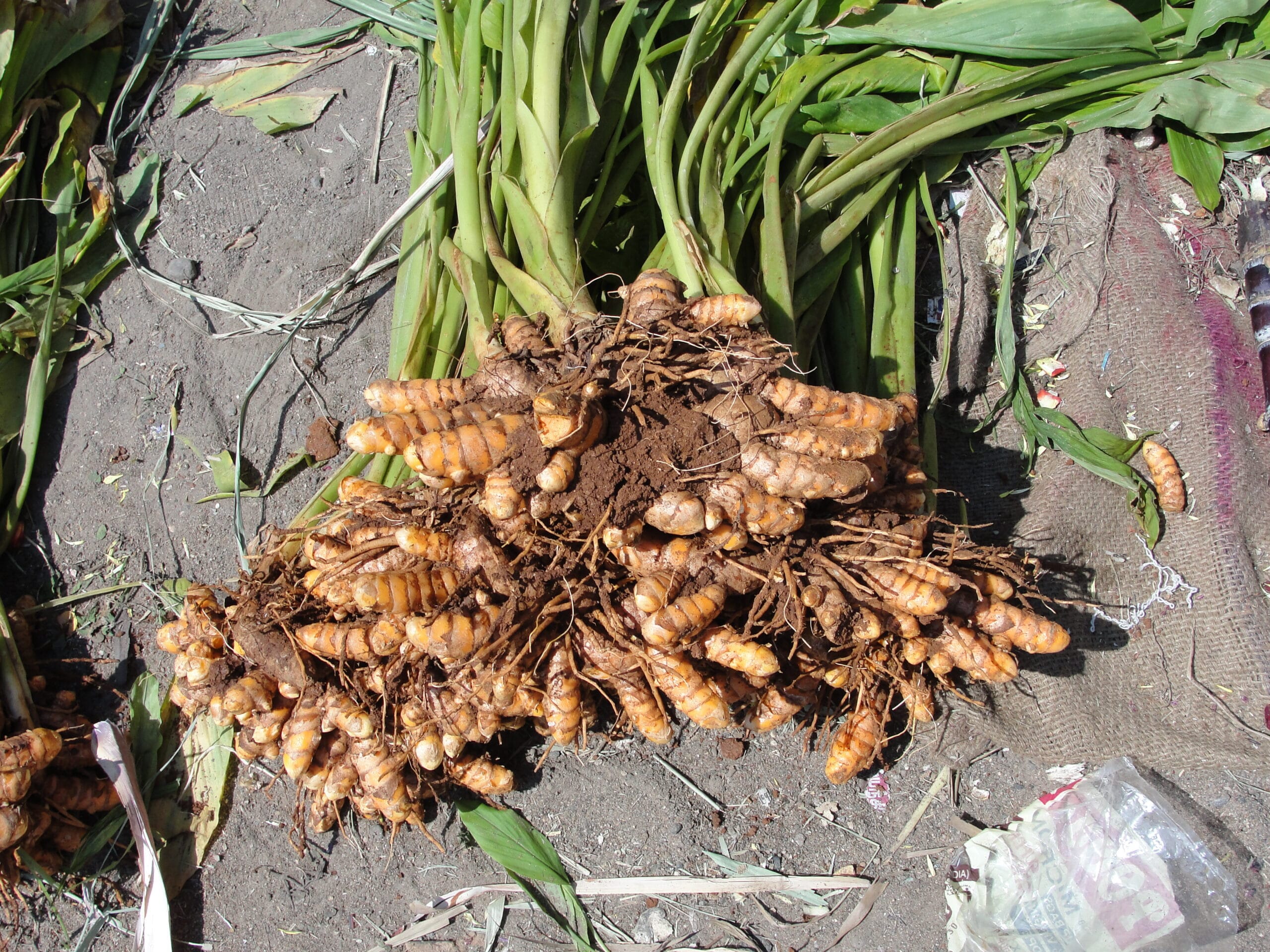 Curcuma fresca, raíz con propiedades antiinflamatorias usada en suplementos naturales